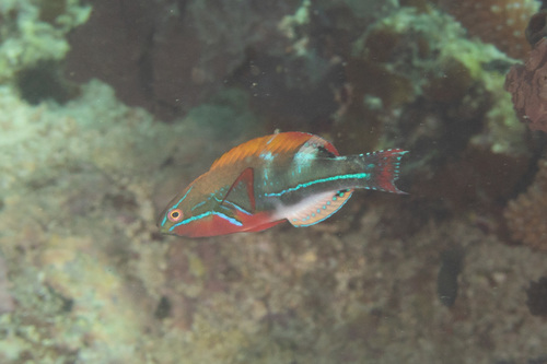 Photo of Exquisite Wrasse (Cirrhilabrus exquisitus)