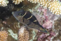 Paraluteres prionurus