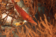 Oxycirrhites typus