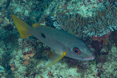 Lutjanus monostigma