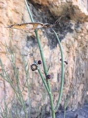 Periploca aphylla