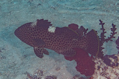 Epinephelus maculatus
