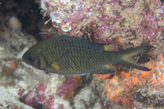 Chromis weberi