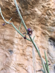 Periploca aphylla