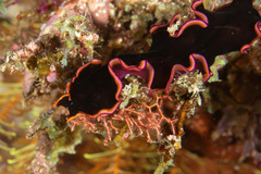 Pseudobiceros gloriosus