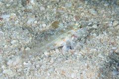 Fusigobius melacron