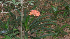 Clivia miniata