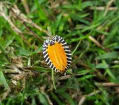 Pseudatteria volcanica