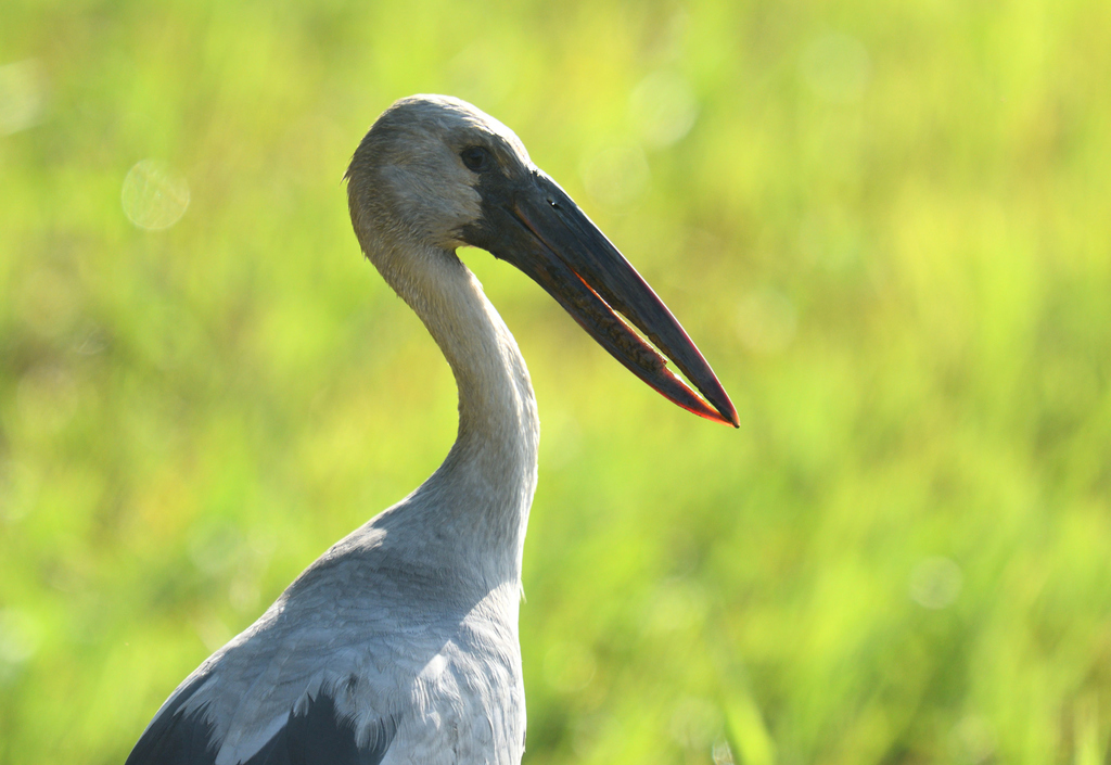 Asian Openbill