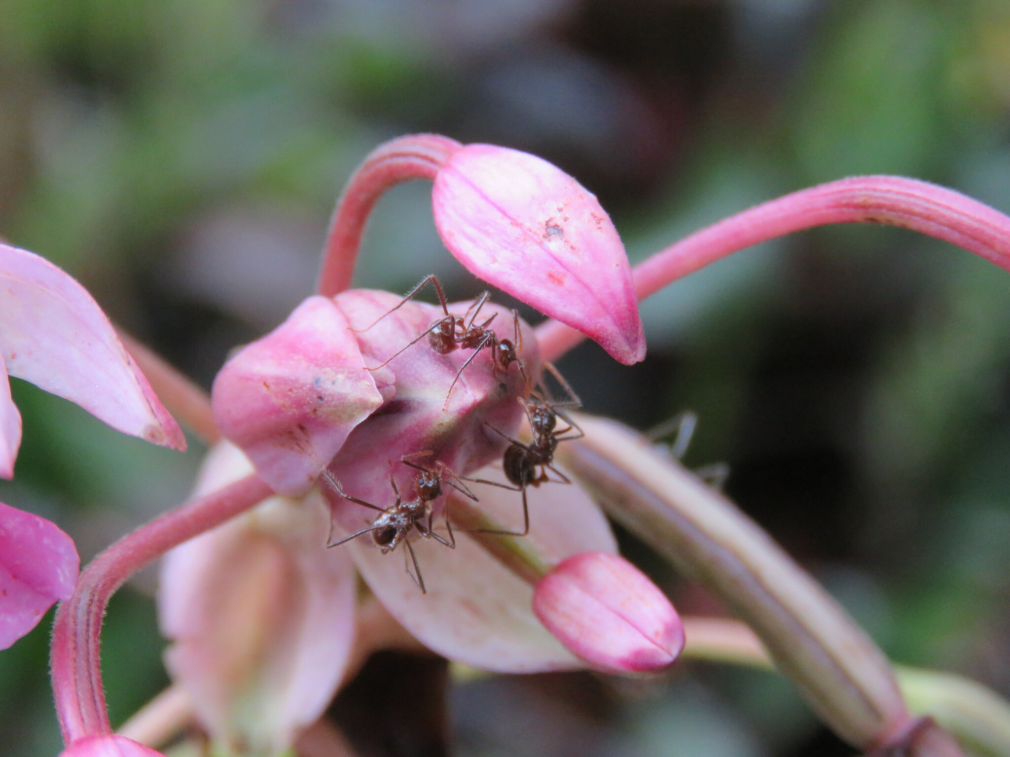 Myrmicaria arachnoides lutea