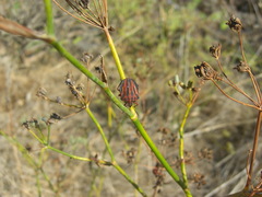 Graphosoma interruptum