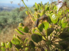 Graphosoma interruptum
