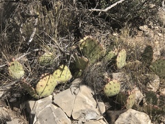 Opuntia dulcis