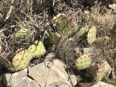 Opuntia dulcis