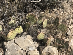 Opuntia dulcis