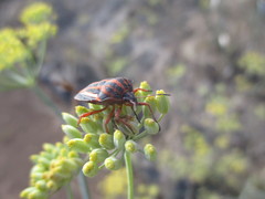 Graphosoma interruptum