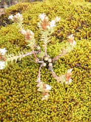 Sedum goldmanii