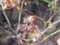 Graphosoma interruptum