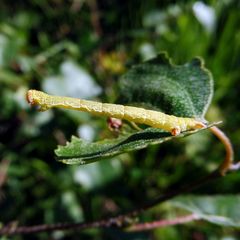 Peribatodes rhomboidaria