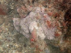 Haliclona indistincta