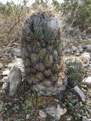 Coryphantha salinensis
