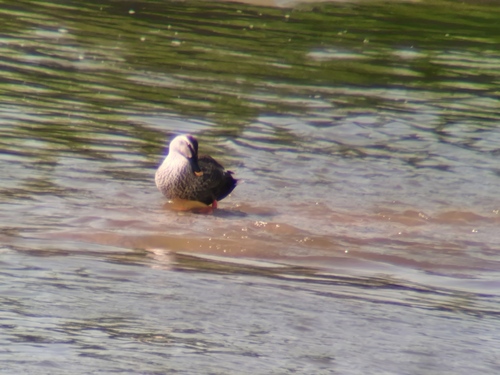 Eastern Spot-billed Duck