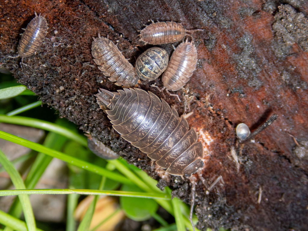 Swift Woodlouse from Valley View Villas, Inman Valley, SA, Australia on ...