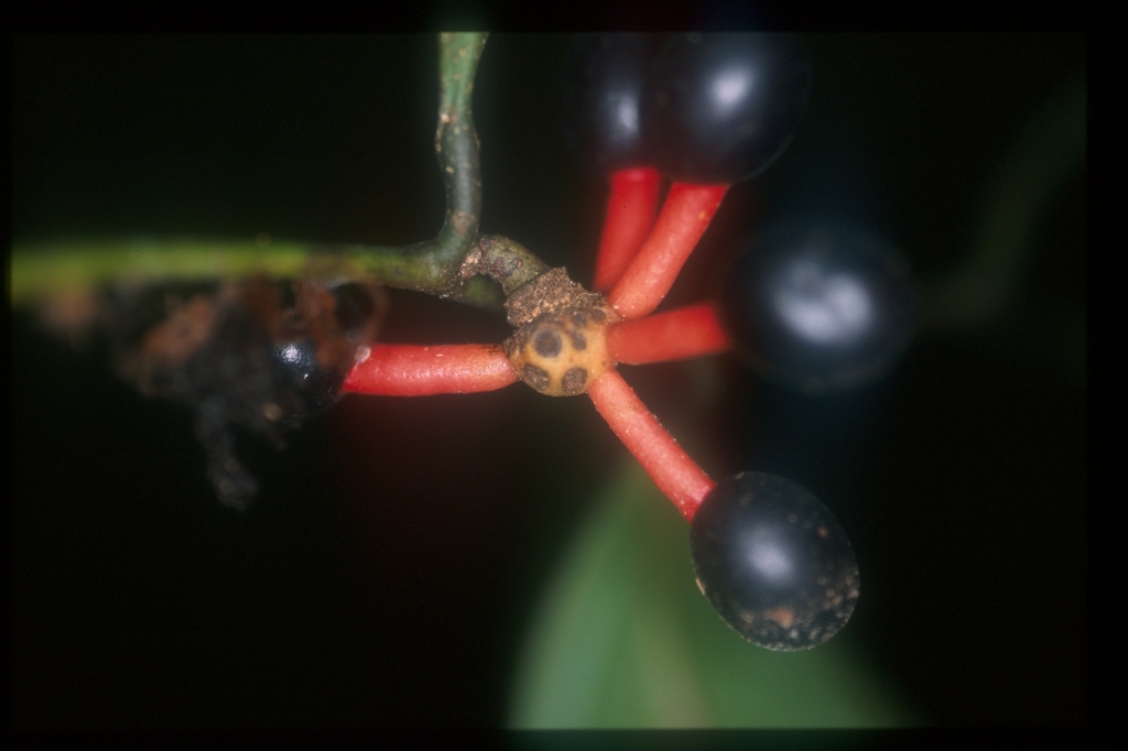 Cremastosperma yamayakatense