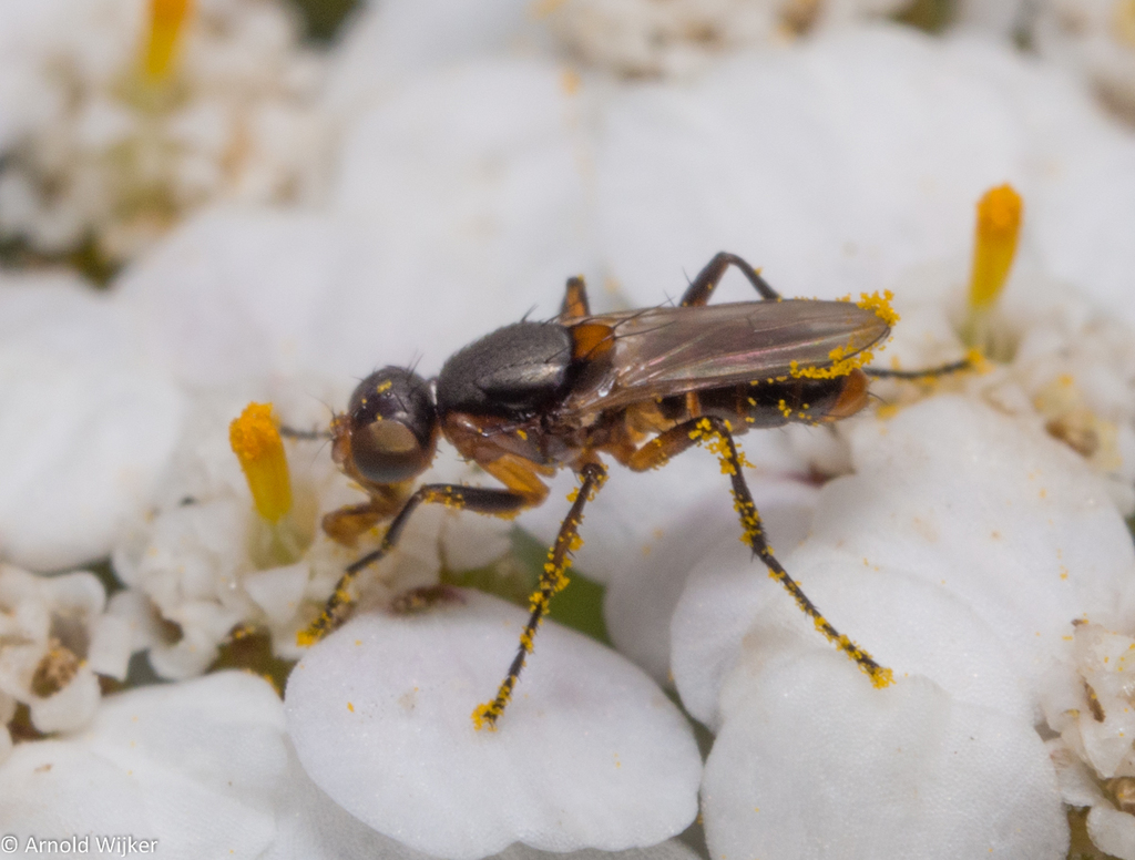 Saltella