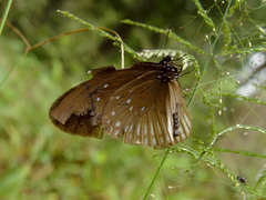 Euploea eyndhovii