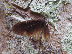 Euploea eyndhovii