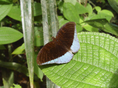 Tanaecia godartii asoka