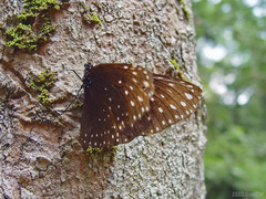 Euploea camaralzeman