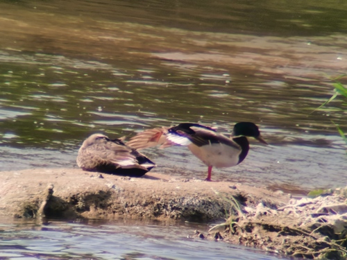 Mallard