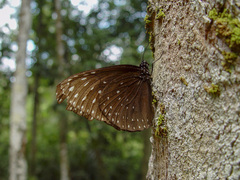 Euploea camaralzeman