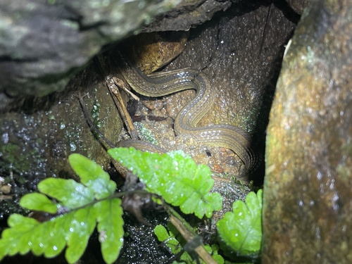 Striped Stream Snake