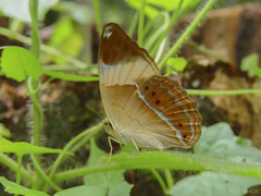 Cirrochroa orissa