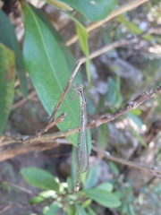 Rhadinosticta simplex