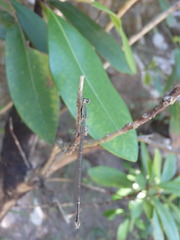 Rhadinosticta simplex