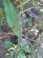 Rhadinosticta simplex