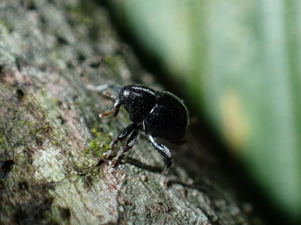 Gymnoporopterus