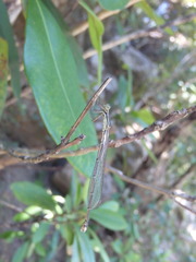 Rhadinosticta simplex