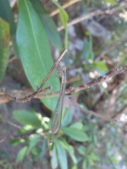 Rhadinosticta simplex