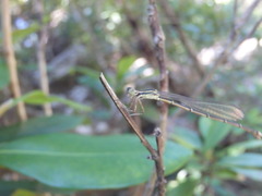 Rhadinosticta simplex