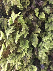 Hymenophyllum plicatum