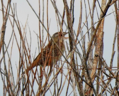 Pallas's Grasshopper Warbler (Helopsaltes certhiola), photo 7