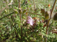 Teucrium botrys
