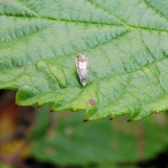 Grapholita compositella