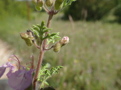 Teucrium botrys