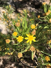 Euryops arabicus